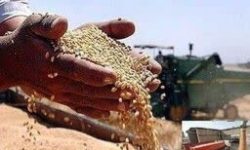 ۱۰ استان برتر در خرید گندم