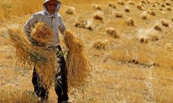 ۸۵۰۰ میلیارد تومان طلب گندمکاران استان کرمانشاه پرداخت شد