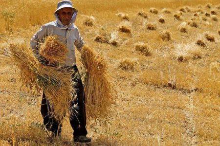 ۸۵۰۰ میلیارد تومان طلب گندمکاران استان کرمانشاه پرداخت شد