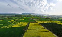 مبارزه با گل جالیز کلزا با روش های غیر شیمیایی
