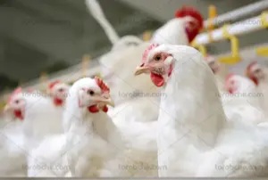 مهیا شدن بستر تامین جوجه یک روزه و تولید قراردادی مرغ در استان کرمانشاه