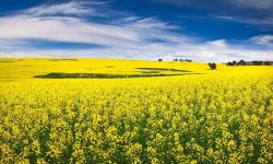 کشت ۳۵۰ هکتار کلزای دیم در گیلانغرب برای نخستین بار در استان کرمانشاه