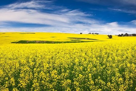 کشت ۳۵۰ هکتار کلزای دیم در گیلانغرب برای نخستین بار در استان کرمانشاه