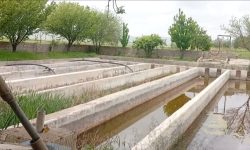 پیگیری اداره شیلات برای فعال‌سازی مجدد مزرعه ماهی در روانسر