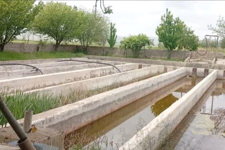 پیگیری اداره شیلات برای فعال‌سازی مجدد مزرعه ماهی در روانسر