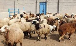 کشف احشام مسروقه با تلاش ماموران پلیس کرمانشاه