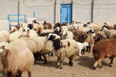 کشف احشام مسروقه با تلاش ماموران پلیس کرمانشاه